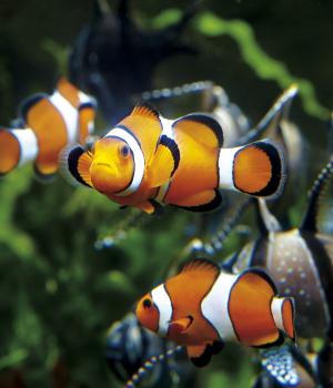 Grand Aquarium de Saint-Malo