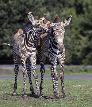 West Midland Safari Park