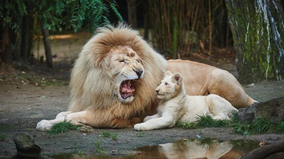 Zoo de la Flèche