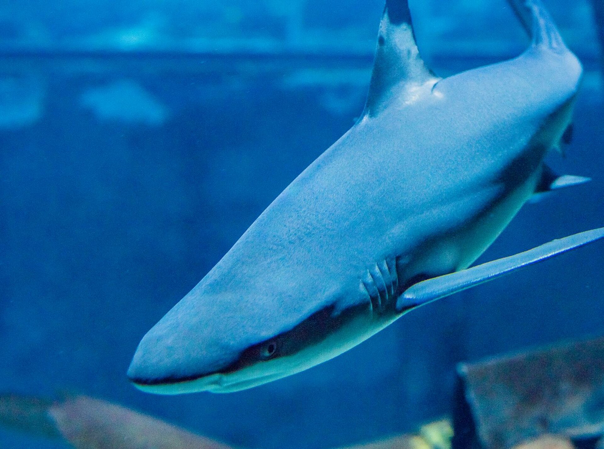 Aquarium de Touraine